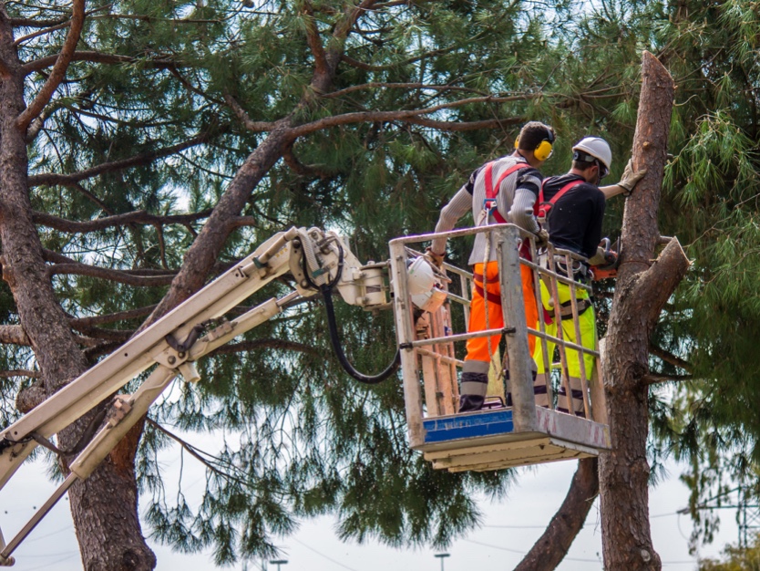 Tree Removal, Tree Assessment, Tree Pruning Georgi