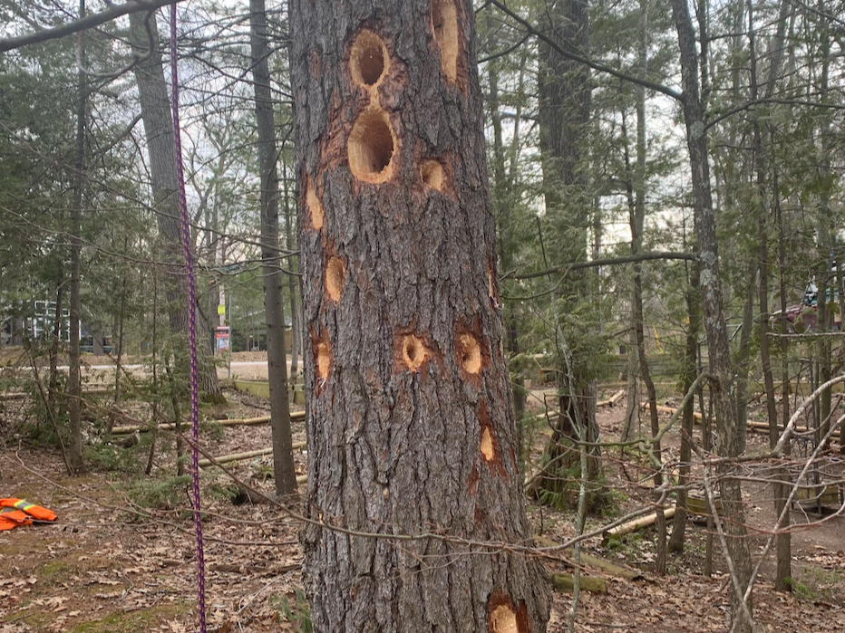 Tree Removal, Tree Assessment, Tree Pruning Georgi