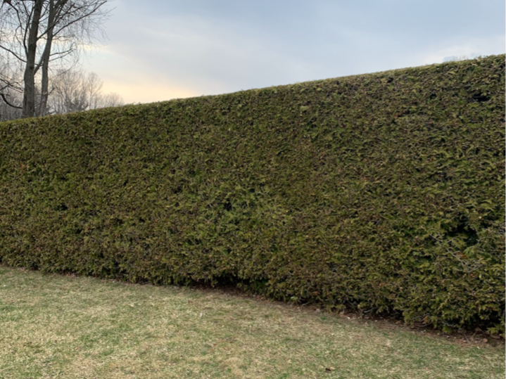 Tree Removal, Tree Assessment, Tree Pruning Georgi